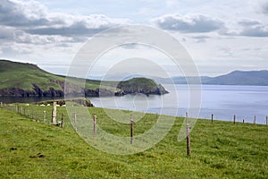 Dingle peninsula and sheep on the wild atlantic way