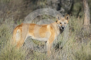 Dingo