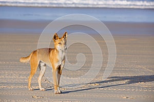 Dingo on the australian beach
