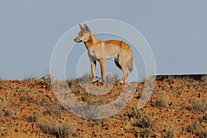 Dingo in Australian Outback