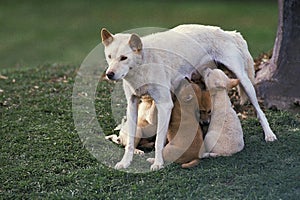 Dingo,  canis familiaris dingo, Mother with Puppies suckling, Australia