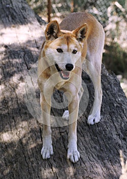 Dingo (Canis lupus dingo)