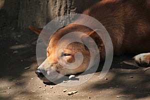 Dingo (Canis lupus dingo).