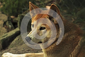 Dingo (Canis lupus dingo), Closeup