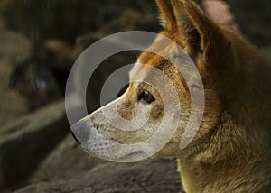 Dingo (Canis lupus dingo), Closeup