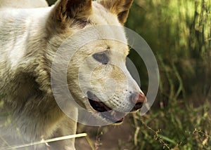 Dingo (Canis lupus dingo), Closeup