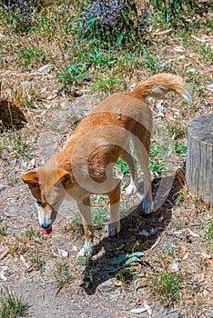 dingo at cleland wildlife park at Adelaide, Australia