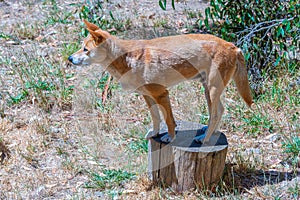 dingo at cleland wildlife park at Adelaide, Australia
