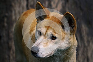 Dingo closeup