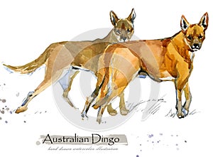 Dingo dog isolated on white watercolor illustration