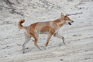 The dingo dog lives on the sandy island of Fraser