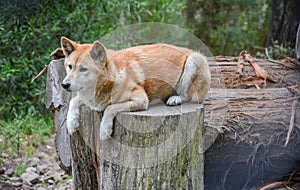 Dingo dog (Lupus Dingo) in Australia