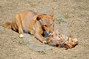 Dingo eating fowl