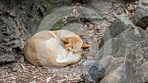 Dingo, Featherdale Wildlife Park, NSW, Australia.