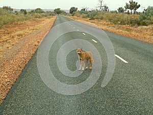 Dingo on road near Uluru in the Northern Territories Red Centre, Australia