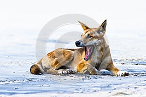 Dingo on seventy five mile beach