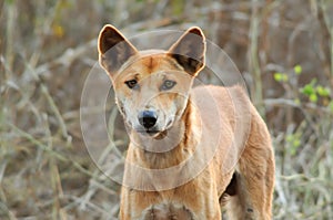 Dingo or warrigal