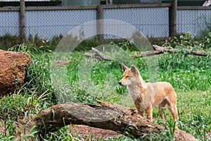 The dingo is a wild dog in Phillip Island Wildlife Park.