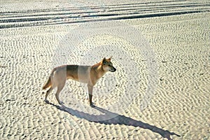 Dingoes on Frase Island, Australia