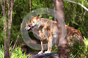 Dingos in captivity, Australia