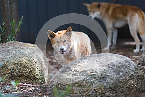 Dingos in captivity in a wild life park in Australia photo