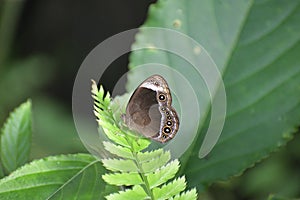 Dingy BushbrownInsects-  BUTTERFLY