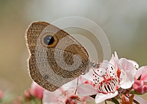 Dingy Ring butterfly on Australian leptospernum pink flower