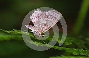 Dingy shell Euchoeca nebulata