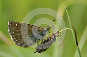 Dingy Skipper Butterfly - Erynnis tages