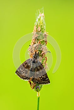 Dingy Skipper butterfly - Erynnis tages