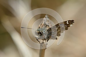 Dingy skipper butterfly (Erynnis tages) perched on end of grass stem