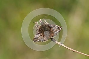 A Dingy Skipper Butterfly, Erynnis tages, perched on a plant with its wings open.