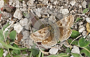 A Dingy Skipper Butterfly Erynnis tages perched on vegetation on the ground.