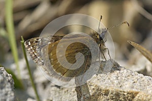 Dingy Skipper Butterfly