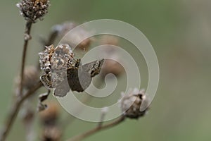 Dingy skipper butterfly resting on a dry plant close up