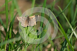 Dingy skipper butterfly resting on a leaf, close up of a small brown moth