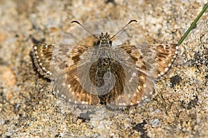 Dingy skipper butterfly & x28;Erynnis tages& x29; freshly emerged