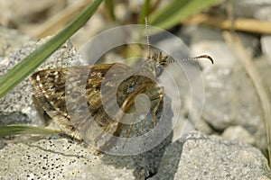 Dingy Skipper - Erynnis tages