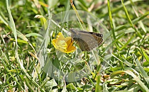 Dingy skipper Erynnis tages