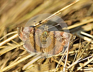 Dingy skipper Erynnis tages