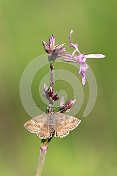 Dingy Skipper (Erynnis tages) is a butterfly of the Hesperiidae family.