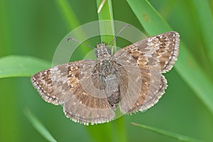 Dingy skipper Erynnis tages