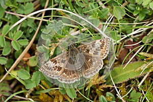 A Dingy Skipper Erynnis tages perched on a plant.