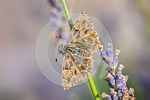 Dingy skipper Erynnis tages on purple lavender