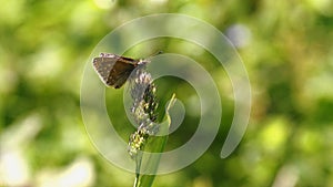 Dingy skipper Erynnis tages