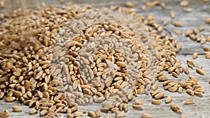 Dinkel spelt grains falling on wooden background