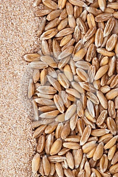 Dinkel wheat