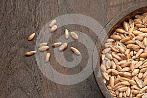 Dinkel wheat