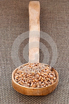 Dinkel wheat