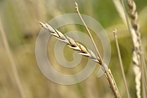 Dinkel wheat